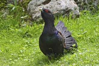 Capercaillie, male, Tetrao urogallus, wood grouse, male