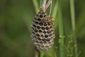 Field wasp at the nest, Polistes, wasp with nest