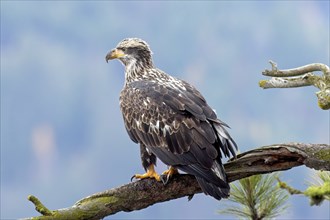 A young majestic bald eagle is perched on a branch searching for food in north Idaho