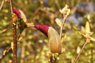 Magnolia trees are a true splendor in the flowering season. An eye-catcher in the landscape.