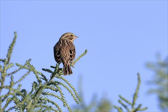 A small lincoln sparrow is perched on a small green twig in the Saltese Flats area of Liberty Lake,