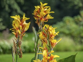 Bright yellow flowers in a garden with a lush green background under a bright summer sky, Bad