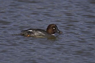 Common Goldeneye, female, Bucephala clangula, Common Goldeneye, female