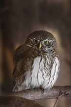 Pygmy owl, Glaucidium passerinum, Eurasian pygmy owl