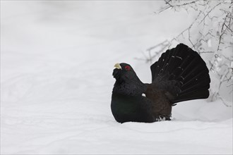 Auerhahn, Tetrao urogallus, wood grouse