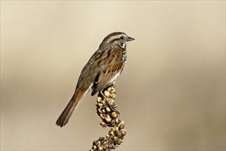 A cute song sparrow is perched on a large plant at the Saltese Flats area of Libery Lake,