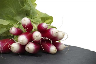 Fresh radish with leaves on black slate serving plate over white background. European radishes