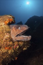 Brown moray eel on Teti Wreck, Gymnothorax unicolor, Vis Island, Mediterranean Sea, Croatia, Europe