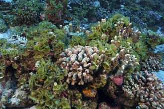 Coral bleaching, Fakarava, Tuamotu Archipelago, French Polynesia, Oceania