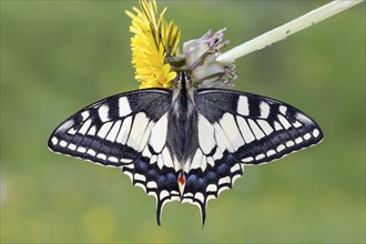 Swallowtail, Papilio machaon