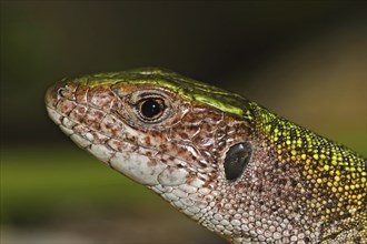 Green lizard, Lacerta viridis, European green lizard