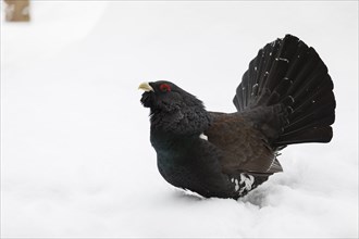 Auerhahn, Tetrao urogallus, wood grouse