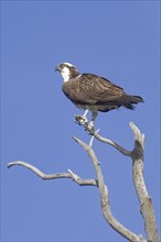 An osprey is perched on a barren branch watching for fish to catch in Coeur d'Alene, Idaho