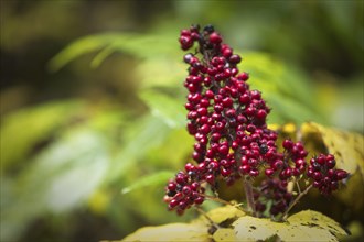 A close up of wild red berries in a cluster and large yellow leaves in Autumn in north Idaho