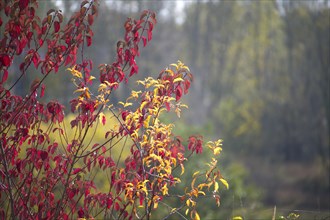 Tree branches creating a complex network of lines and shapes rich in autumnal warm tones essence of