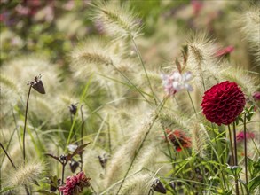 Red flower stands out amidst wild grasses in the summer garden, Bad Lippspringe, Germany, Europe