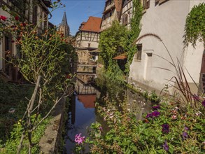 A picturesque river lined with flowers, with pretty half-timbered houses and a bridge, Weissenburg,