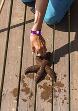 Brown starfish shaking hands with a kid