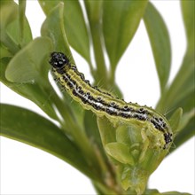 Box tree moth caterpillar crawling on a branch with box tree leaves cropped on white