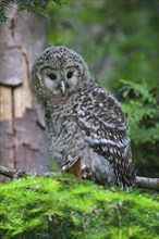 Ural owl, young bird, Strix uralensis, Ural owl, squab