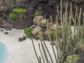 Tall cacti and rocks near a sandy pool area, lanzarote, Canary Islands, Spain, Europe