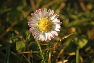 Daisies on a meadow. White pink flowers in the green meadow. Delicate colors in nature