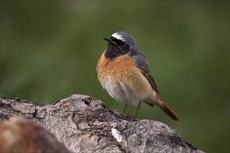 Common redstart, male, Phoenicurus phoenicurus, common redstart, male