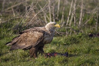 Seeadler, Haliaeetus albicilla, white-tailed eagle