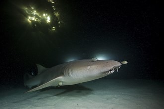 Nurse shark at night, Nebrius ferrugineus, Felidhu Atoll, Maldives, Asia