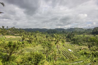 The green side of Bali, green rice terraces in the original Bali. Rice cultivation in the midst of