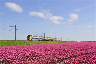 Den Helder, Netherlands. May 2023. Dutch train passing a blossoming field of tulips