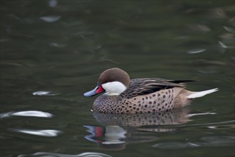 Bahamaente, Weibchen, Anas bahamensis, white-cheeked pintail, female