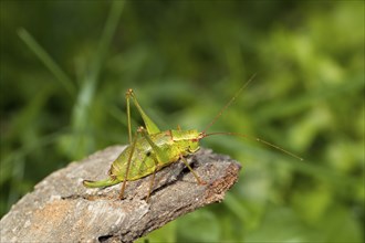 Broad-leaved sabre grasshopper, Barbitistes serricauda, grasshopper