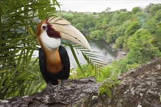 Papuan Hornbill, Rhyticeros plicatus, Tufi, Oro Province, Papua New Guinea, Oceania