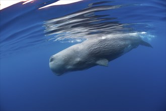 Sperm whale bull, Physeter catodon, Lesser Antilles, Caribbean, Dominica, Central America