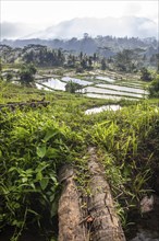 The green side of Bali, green rice terraces in the original Bali. Rice cultivation in the midst of