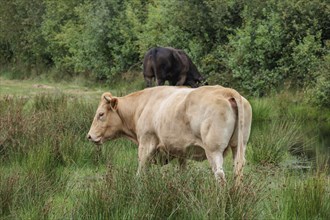 A brown cow standing in a pasture, another dark-coloured cow in the background near a river,