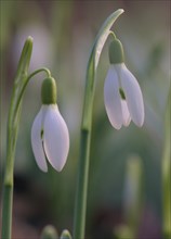 Close-up of common snowdrops (Galanthus nivalis)