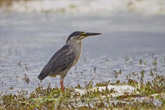 Mangrove heron, Butorides striata, striated heron