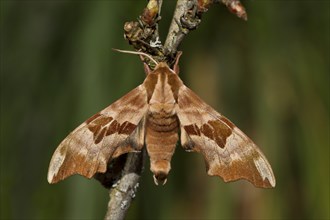 Lime hawk-moth, Mimas tiliae, lime hawk-moth