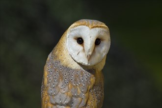 Barn owl, Tyto alba, barn owl