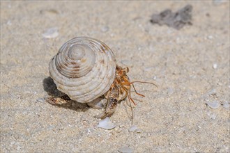 Hermit crab (Dardanus calidus), private island, bird island, privileged, ecological, adventure,