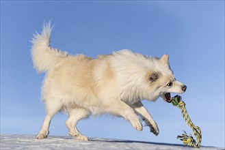 Rope games, Icelandic dog in winter landscape