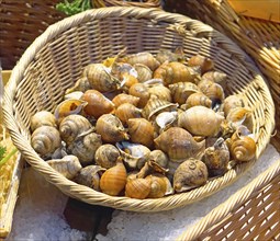 Edible snails in basket at french market