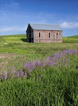 An old barn in a green field in the palouse region of eastern Washington