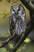 Boreal owl, Aegolius funereus, boreal owl