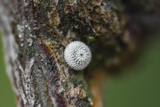 Kidney Spotted Fritillary, egg, Thecla betulae, brown hairstreak, egg