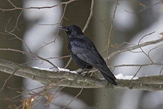 Corvus corone, carrion crow