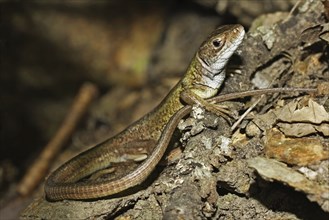 Green lizard, Lacerta viridis, European green lizard