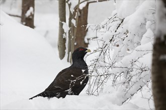 Auerhahn, Tetrao urogallus, wood grouse